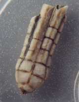 Click to see synbathocrinus.jpg