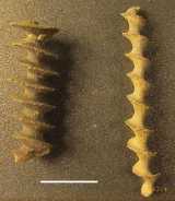 Click to see IMG_0210ac.jpg