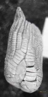 Click to see img197c.jpg