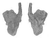 Click to see jaw8.jpg