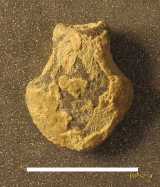 Click to see IMG_0147ac.jpg