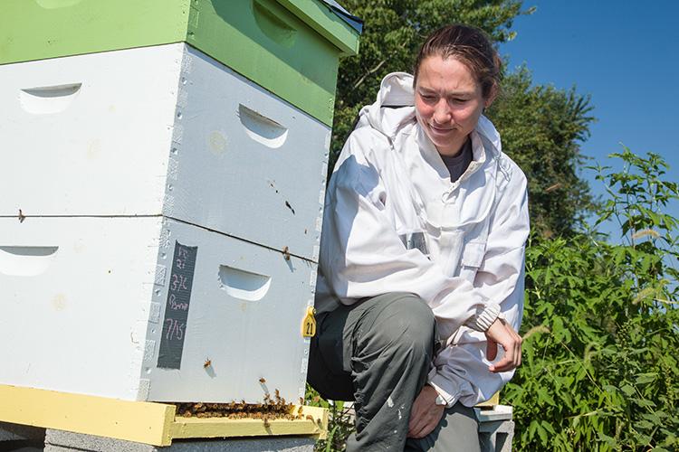 Dr. Clare Rittschof studying honey bee behaviors