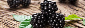 NFS image showing juicy blackberries.