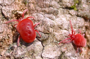Mites & Ticks of Kentucky - University of Kentucky Entomology