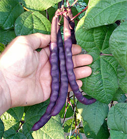 Aunt Sal Purple Pod heirloom beans
