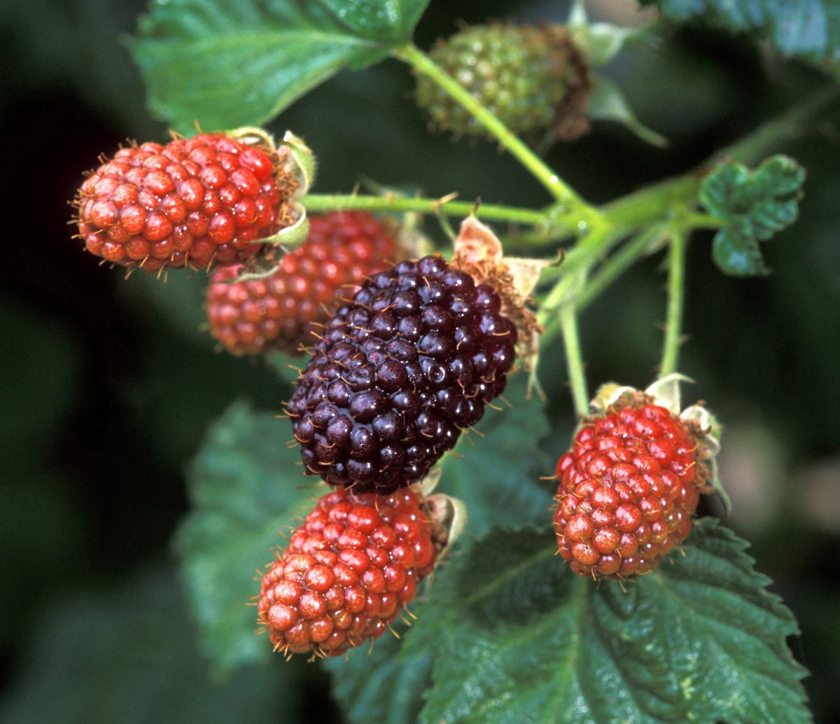 Blackberry fruit on plant
