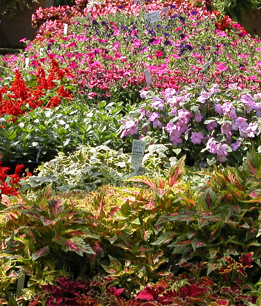 Variety of bedding plants