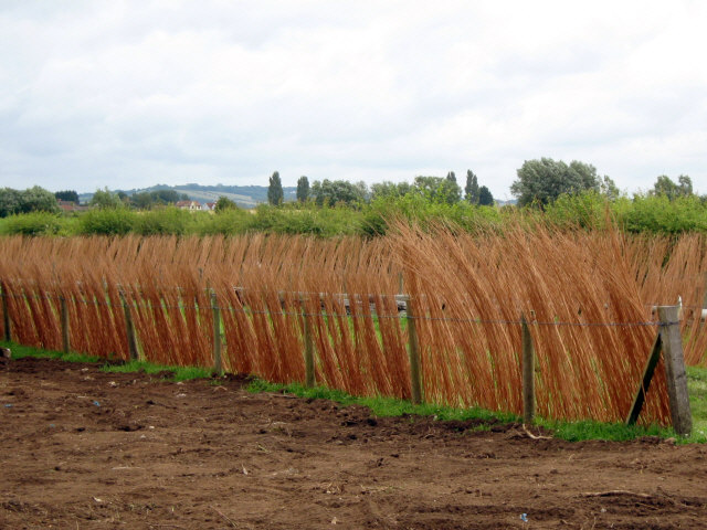 Willow cuttings drying in England