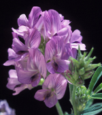 Alfalfa flower