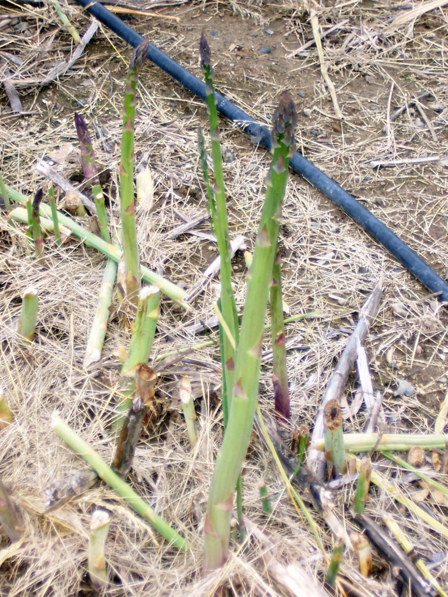 Asparagus emerging through residue, trickle or drip irrigation.