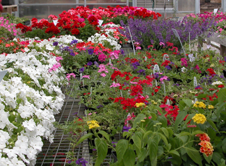 Bedding plants on bench in greenhouse