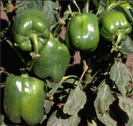 Bell peppers in field