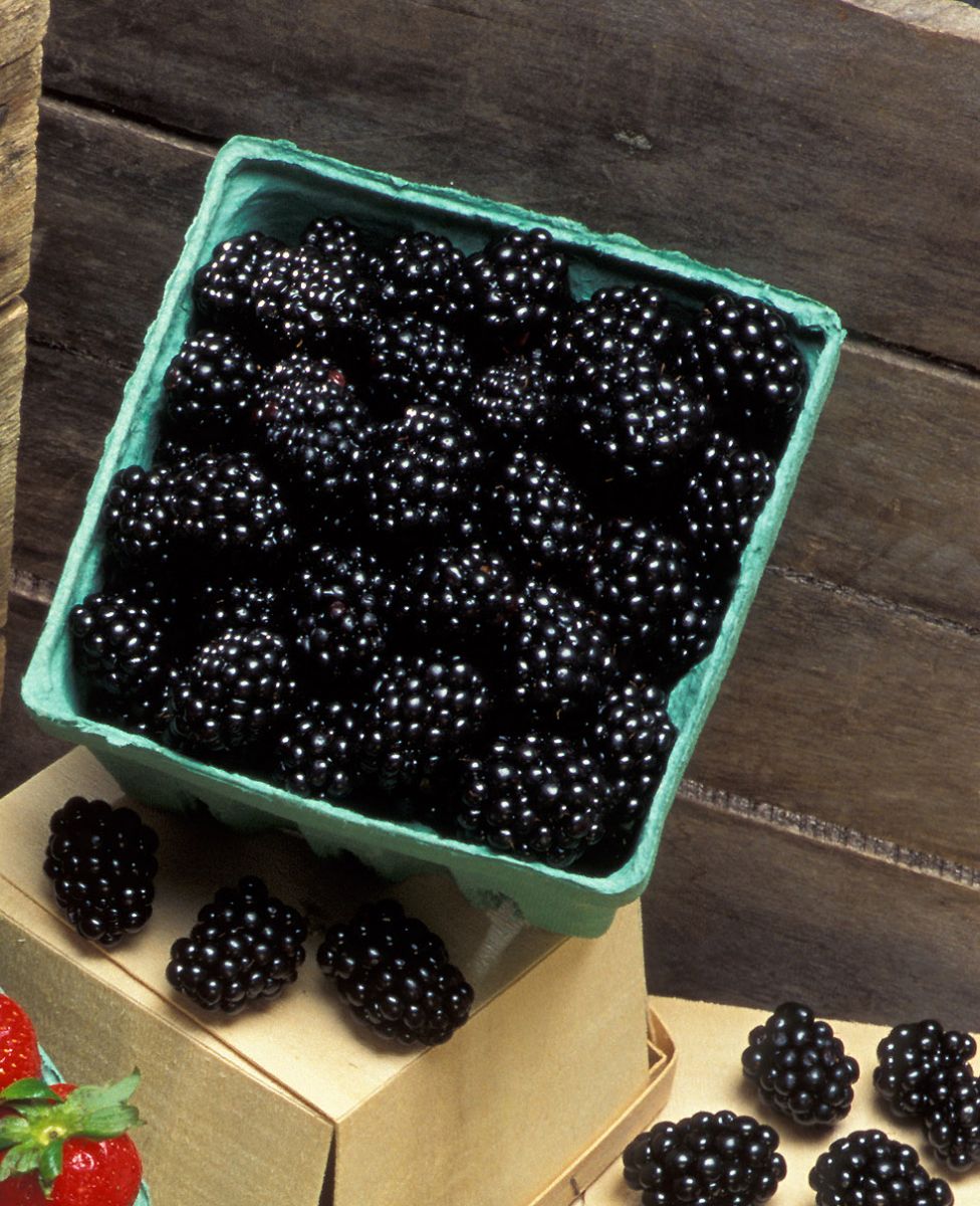 Packaged blackberries