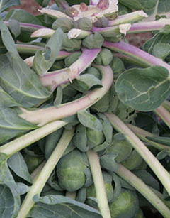 Brussels sprouts on plant