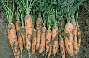 carrots after harvest