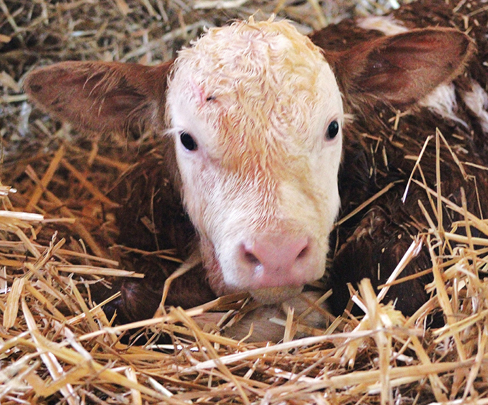 Calf in straw bedding