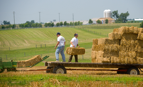 Straw bales being loaded in field