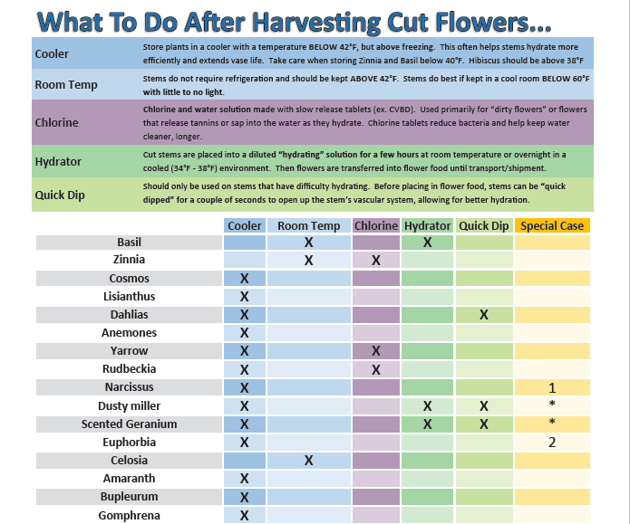 Cut Flowers  Center for Crop Diversification