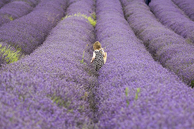 girl in field of lavender