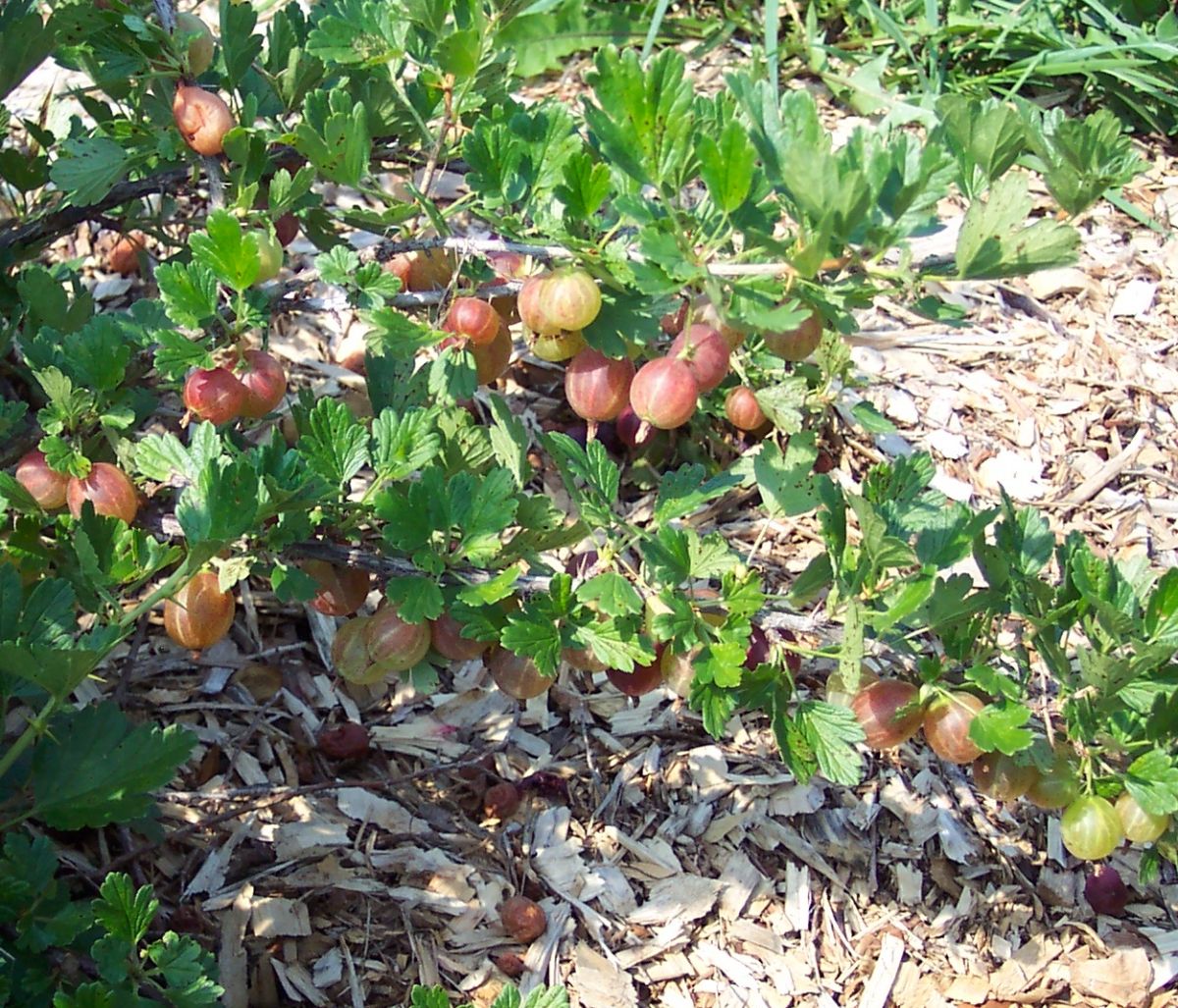 Gooseberry fruit