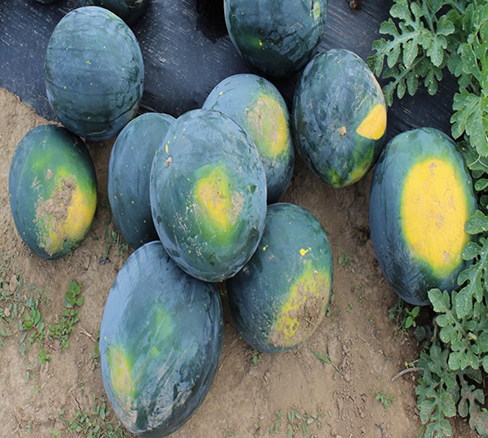 'Harvest Moon' watermelon has a dark rind