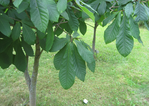 Pawpaw najlepšie ovocné stromy kentucky