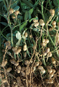 Plants with immature peanuts