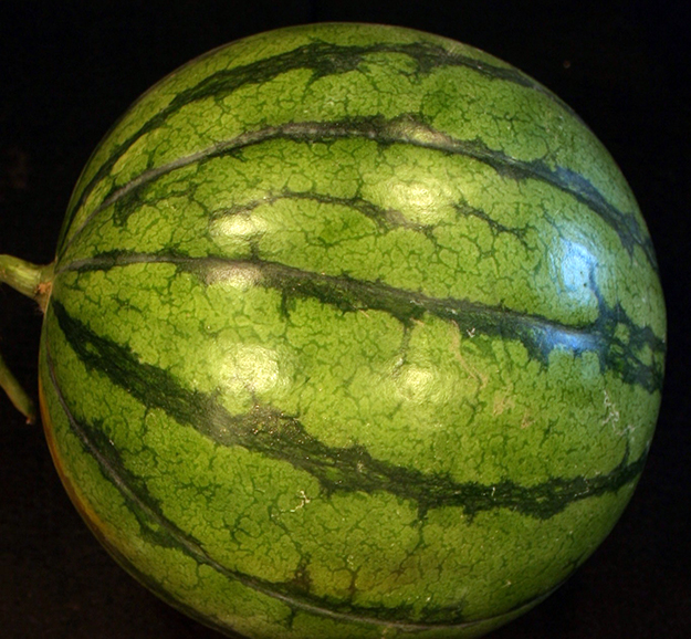 Personal size watermelon