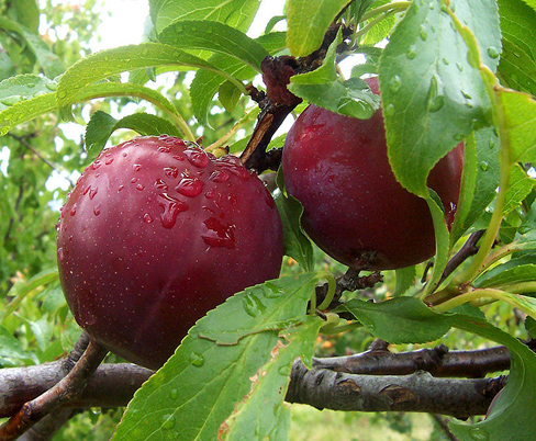 Plum fruit on tree