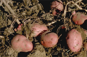 Freshly harvested red potatoes