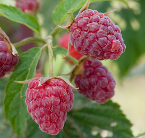 Raspberry fruit on plant