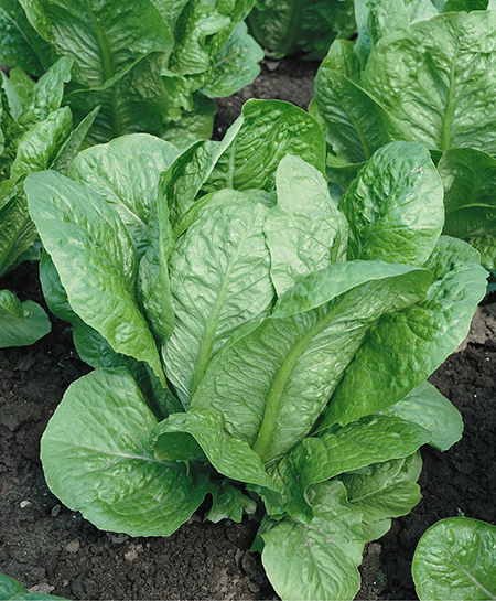 romaine lettuce in field