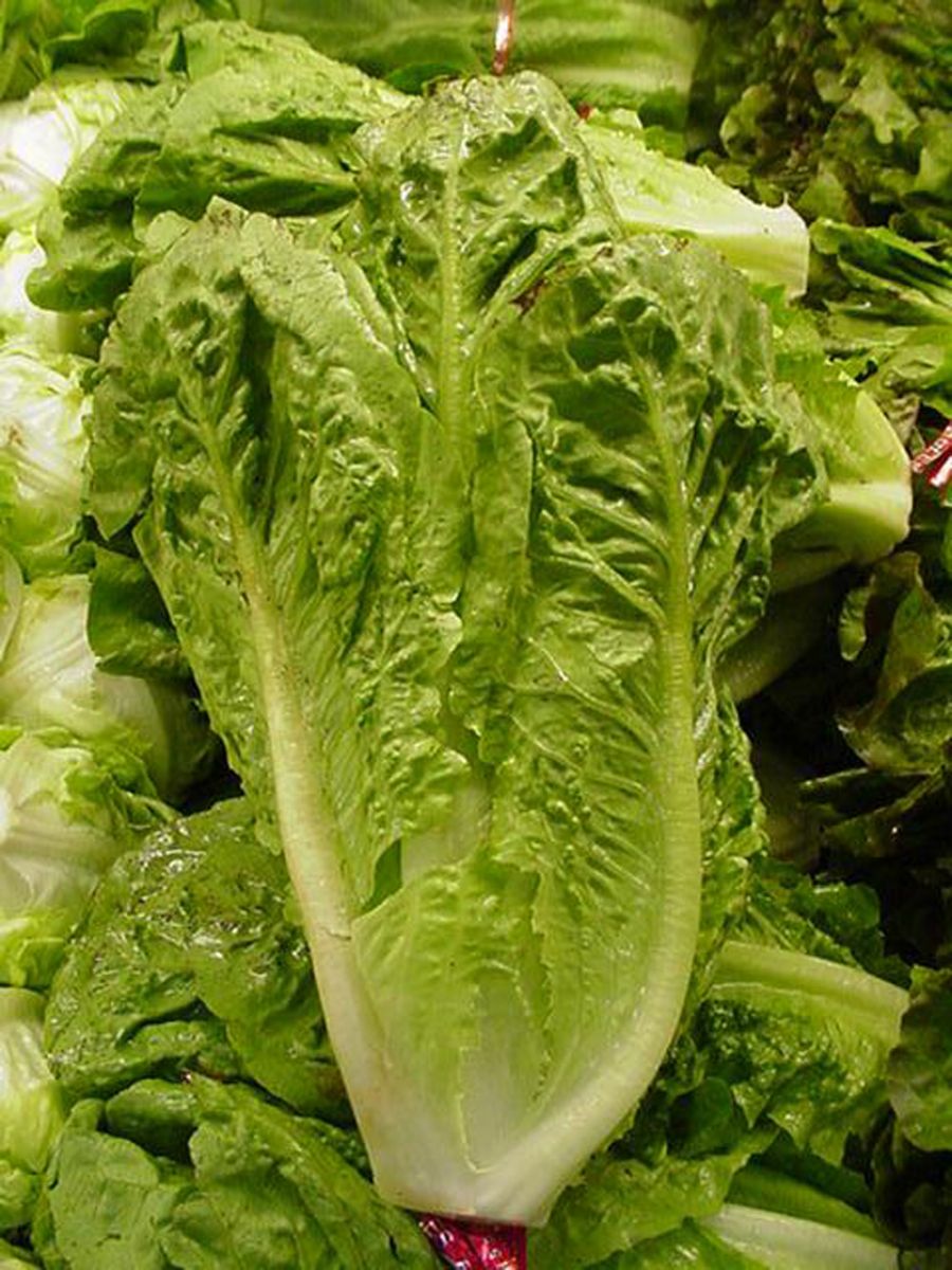 Romaine lettuce head