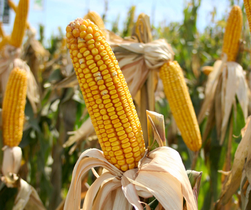 Specialty field corn in field