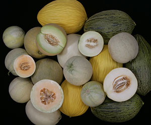 photo of specialty melons, some whole, some cut in half