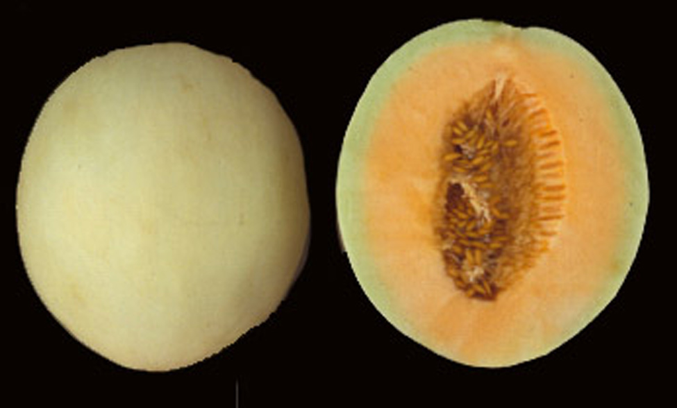 Specialty melon - orange honeydew