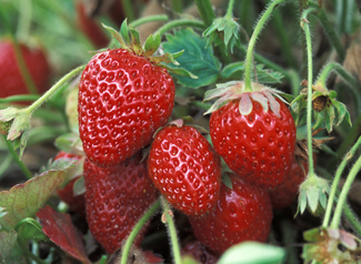 Strawberries ready to harvest