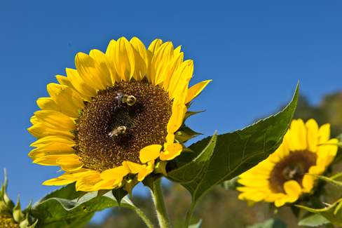 Sunflower in field with bees