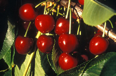 Sweet cherries on tree
