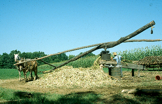 A horse-drawn sorghum mill
