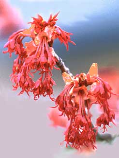 Red Maple - Flowers