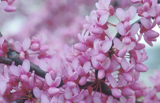 Eastern Redbud Department Of Horticulture