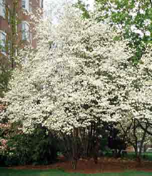 How long do the blossoms on dogwood trees last?
