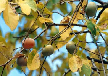 What kind of fruit trees grow in kentucky