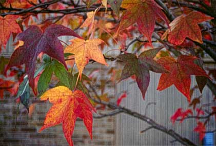 Sweetgum - Fall leaves