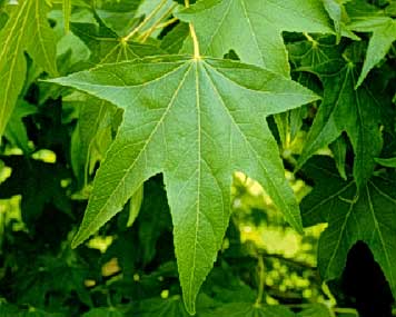 Sweetgum - Leaf