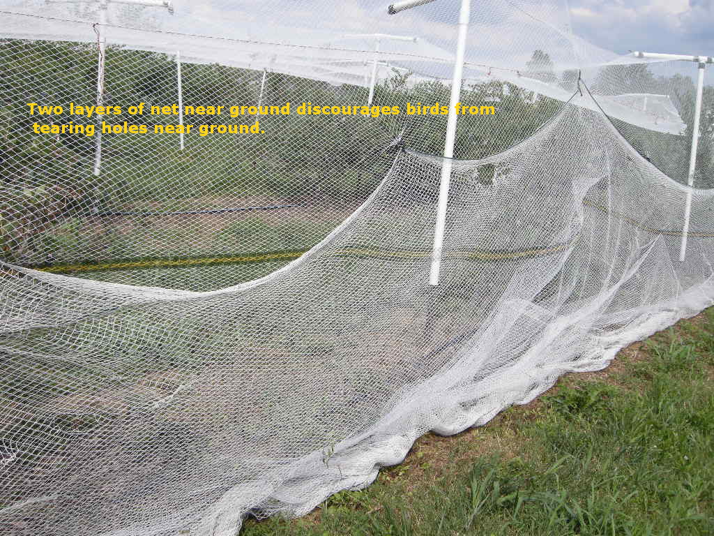 Bird Netting Pictures and Ideas for Bramble and Blueberry