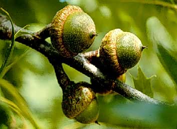 Pin Oak - Fruit