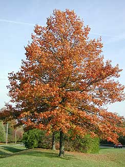 quercus palustris Pin Oak Tree-