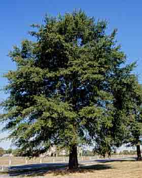 Willow Oak | Department of Horticulture

